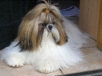 Étalon Shih Tzu - Lyns-Avenly Ghianti