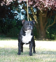 Étalon Staffordshire Bull Terrier - Ebony and ivory of the original pit spirit