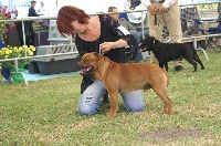 Étalon Staffordshire Bull Terrier - CH. Vayu hurricane quest Browndeanlaws bullyboys