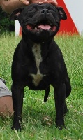 Étalon Staffordshire Bull Terrier - Cassidy (Sans Affixe)
