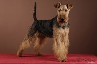 Étalon Welsh Terrier - Eclat du Bois Barré