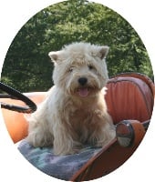 Étalon West Highland White Terrier - Elsa du Little Soannan