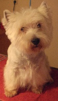 Étalon West Highland White Terrier - A'willy Titre Initial