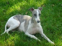 Étalon Whippet - Une colonne à la une de la Vallée des Baronnies