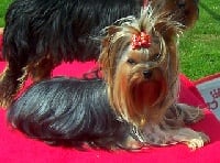 Étalon Yorkshire Terrier - Elle ô Dolly du Mazeroux de la Source Dorée