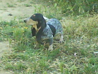 Publication : Del Rec De Corneilla 