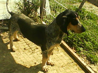 Publication : Del Rec De Corneilla 