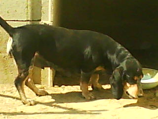 Publication : Del Rec De Corneilla 