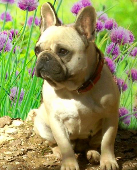 Publication : du Buisson D'Urbillac