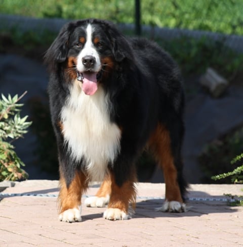 Cooper du hameau des baronnies