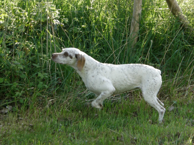 Publication : des bois de la marinière Auteur : elevage des bois de la mariniere