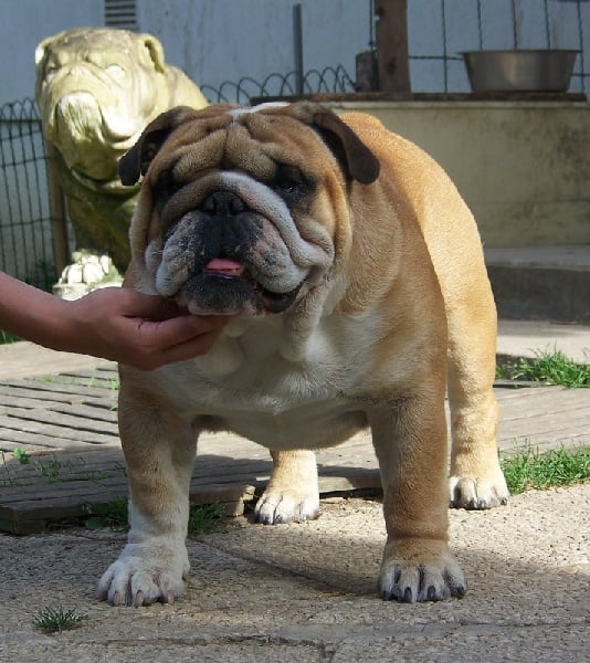 Desperados del Caliborso