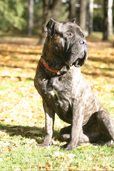 CH. Nigel difensore del famiglia (Sans Affixe)