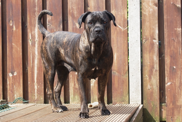 Publication : Amico Della Gente Auteur : P.N. Boosten-Hoppe