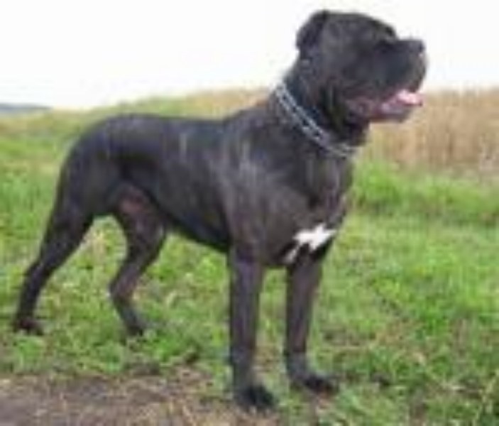 CH. Yantorino bagetti (Sans Affixe)