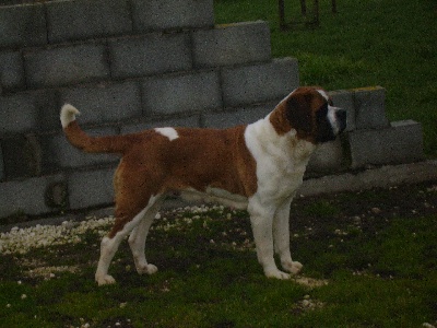 Publication : des Fées des Lys Auteur : terre promise