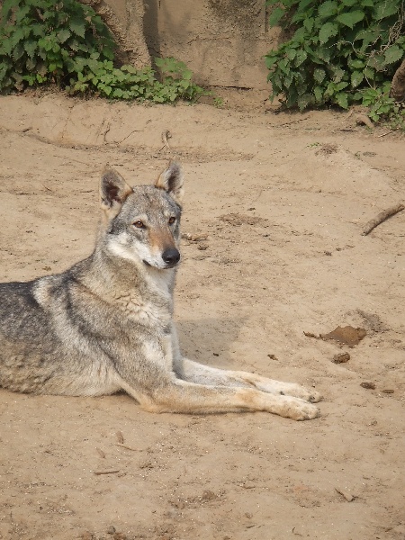 Publication : In Parigi Auteur : alix bernard