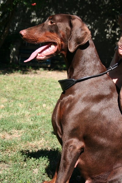 Publication : Du castel tolosane Auteur : Skrypczak C