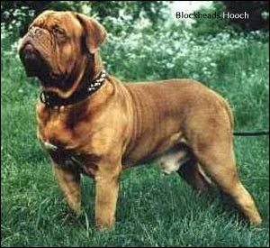 CH. Hooch (Sans Affixe)