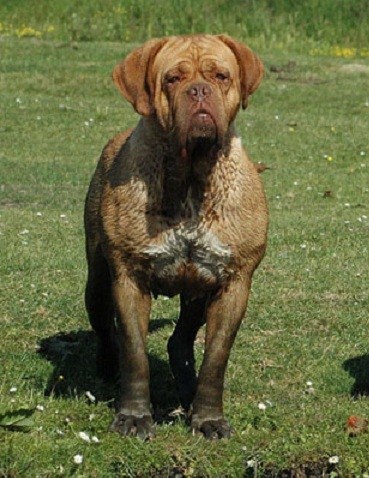 chien douceur Legeand metzima