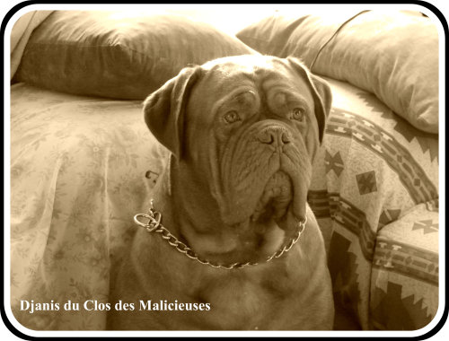 Publication : Du clos des malicieuses Auteur : florent tierce