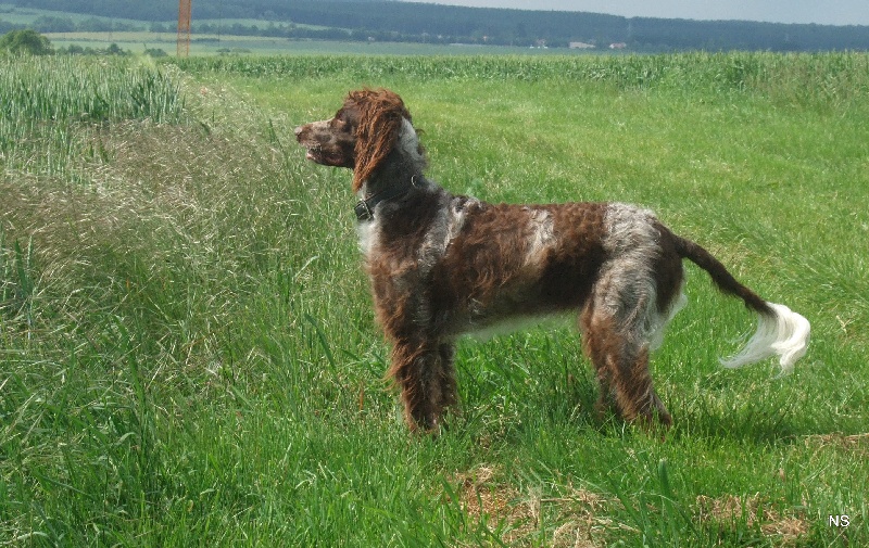 CH. Dvorah des marais de la risle