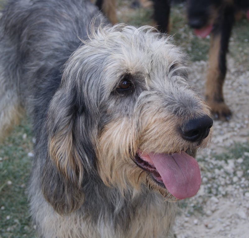 Darius du roc d'Eden