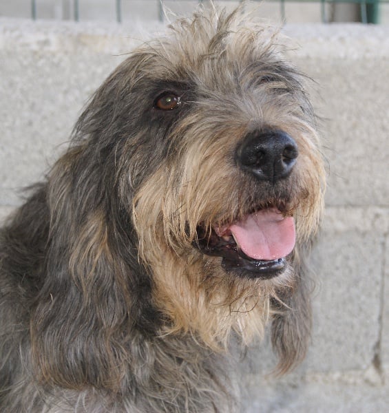 Uba (dite chipie) Du domaine de belin