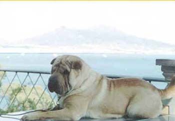 CH. Chancjs-gru Pingpongpei