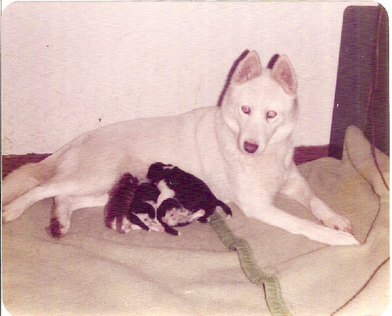 Kortar's Apooti of denali