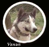 Vénus (Sans Affixe)