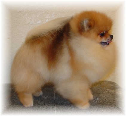 CH. aljen's Lil bit of lenette