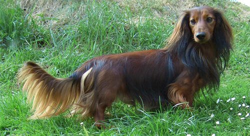 Publication : Vom Siebendörfermoor 