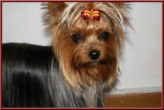 Hunderwood Deedee bridgewater