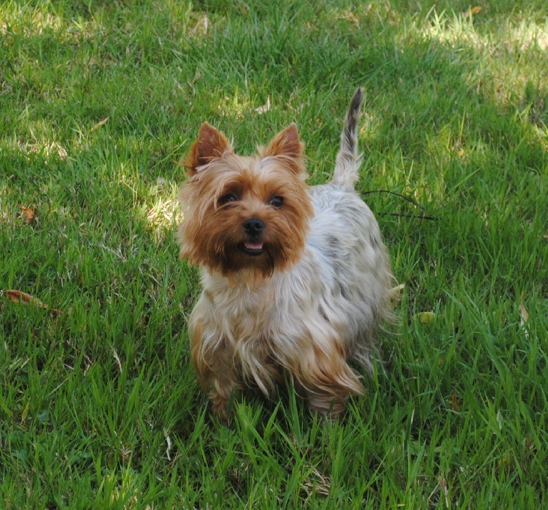 Curly du home de la caure