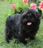 Étalon Affenpinscher - CH. Robil ravel at Canouan