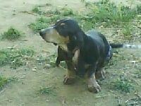 Étalon Basset bleu de Gascogne - Falco des hortes du riberal