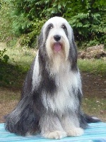 Étalon Bearded Collie - Colleen Dark Crystal (Sans Affixe)