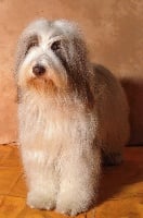 Étalon Bearded Collie - breaksea Winter holly