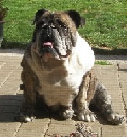 Étalon Bulldog Anglais - Carmen (Sans Affixe)