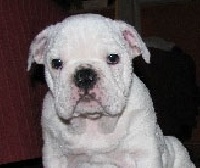 Étalon Bulldog Anglais - Ivory du bonheur d'omal