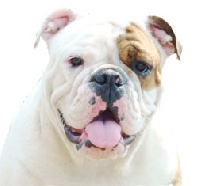 Étalon Bulldog Anglais - Heaven du bonheur d'omal