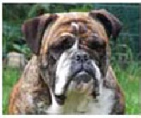 Étalon Bulldog Anglais - Emmy (Sans Affixe)