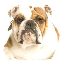 Étalon Bulldog Anglais - Hercule du bonheur d'omal