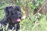 Étalon Cane Corso - Xanto dell'Antiqua Apulia