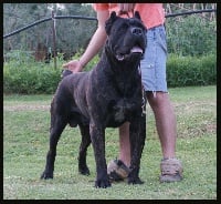 Étalon Cane Corso - Prestige corso of bajer