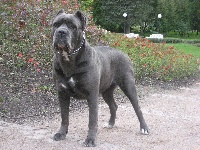 Étalon Cane Corso - TR. CH. Divais iz sozvezdiya adomasa