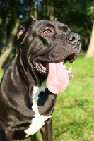 Étalon Cane Corso - TR. Rikko rikardo (Sans Affixe)