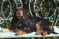 Étalon Cocker Spaniel Anglais - Eurydicea des marais de la Dombes