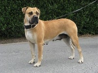 Étalon Dogue de Majorque - Elsa (Sans Affixe)